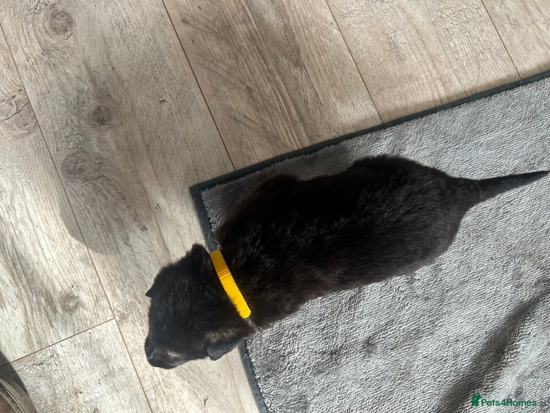 German Shepherd dogs for sale: ALFREDO  - Image 15