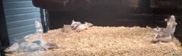 Mouse rodents for sale: Baby Fancy and Hairless Mice Females - Advert 1
