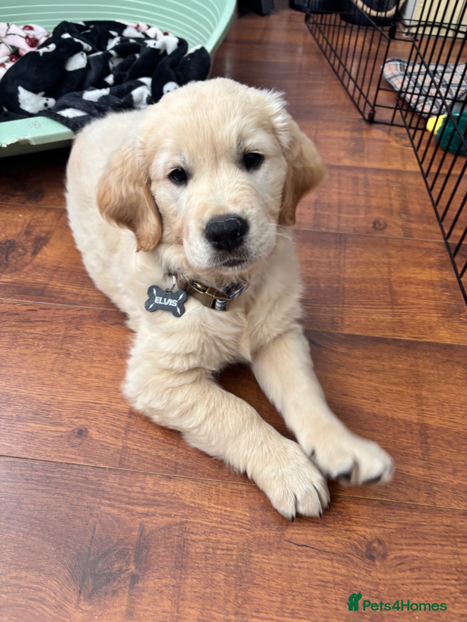 Golden Retriever dogs Elvis golden retriever puppy - Advert 4
