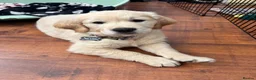 Golden Retriever dogs for sale: Elvis golden retriever puppy - Advert 1