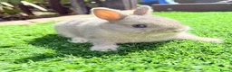 Netherland Dwarf rabbits for sale: Pure Netherland Dwarf  - Advert 7