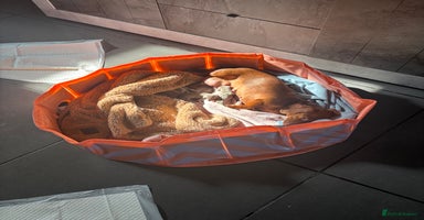 Dachshund dogs - Advert 16