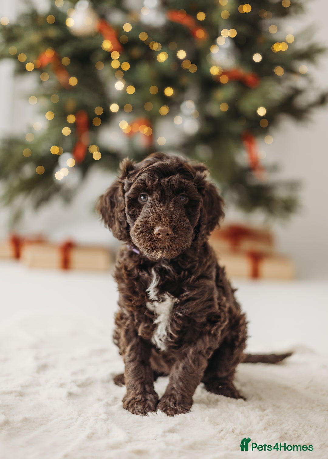 Australian Labradoodle dogs for sale: Australian Labradoodle medium  - Advert 7