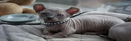 Dwelf cats for sale: Dwelf and Elf kittens for the best homes.  - Advert 16