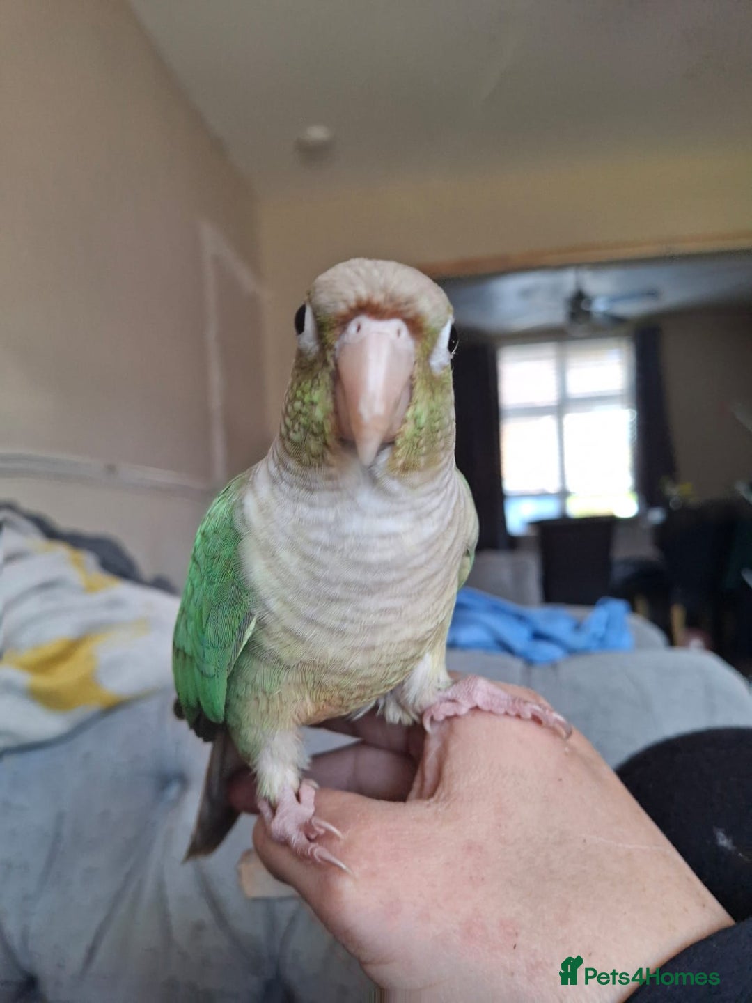 Conures birds for sale: Female conure  - Image 4