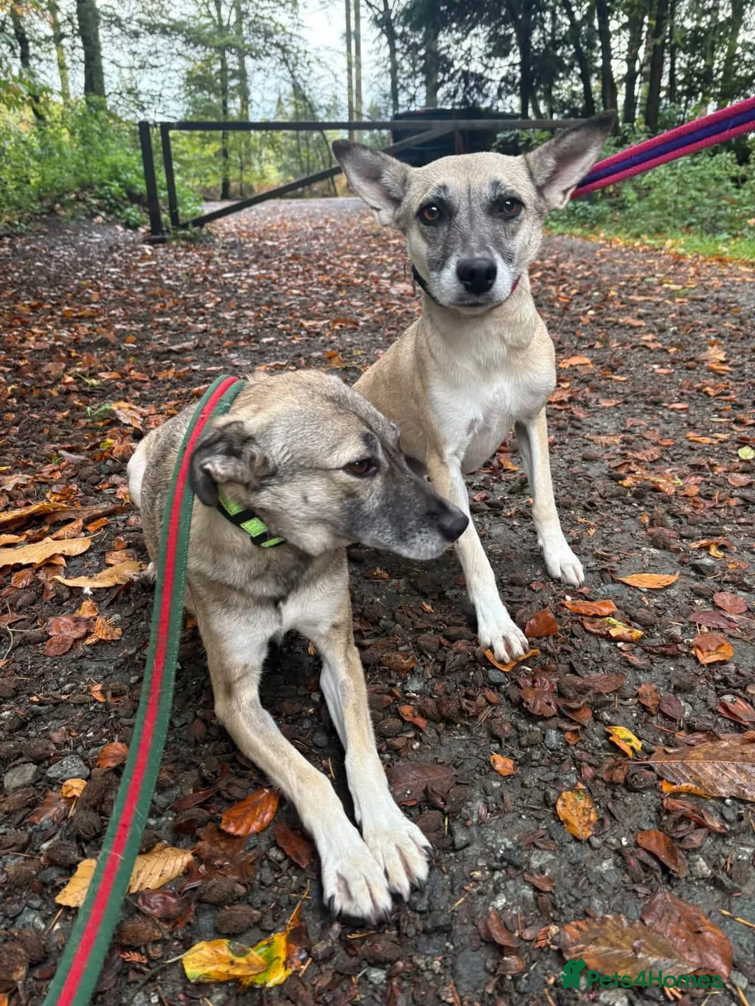 Mixed Breed dogs for adoption: Verity - Poringland Norfolk  in Norwich - Advert 17