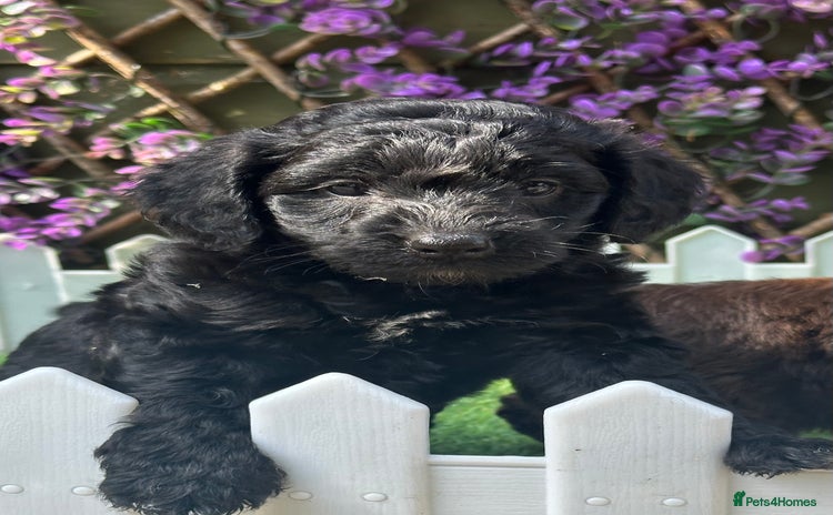 Cockapoo dogs - Advert 7