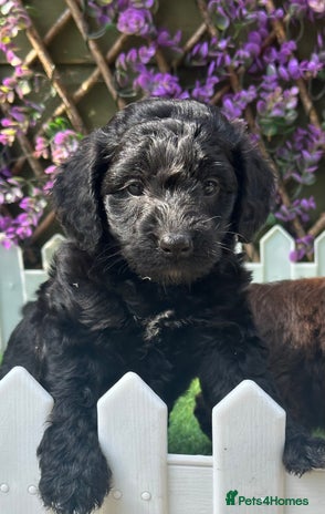 Cockapoo dogs - Advert 1