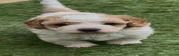Cavapoochon dogs for sale: 2 Male Cavapoochon Puppies for sale!!! - Advert 11