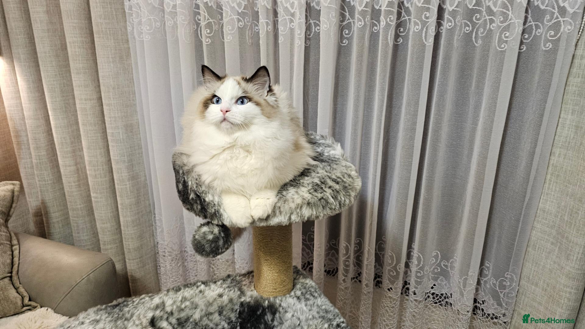 Ragdoll cats STUNNING GCCF REGISTRED RAGDOLLS - Advert 1