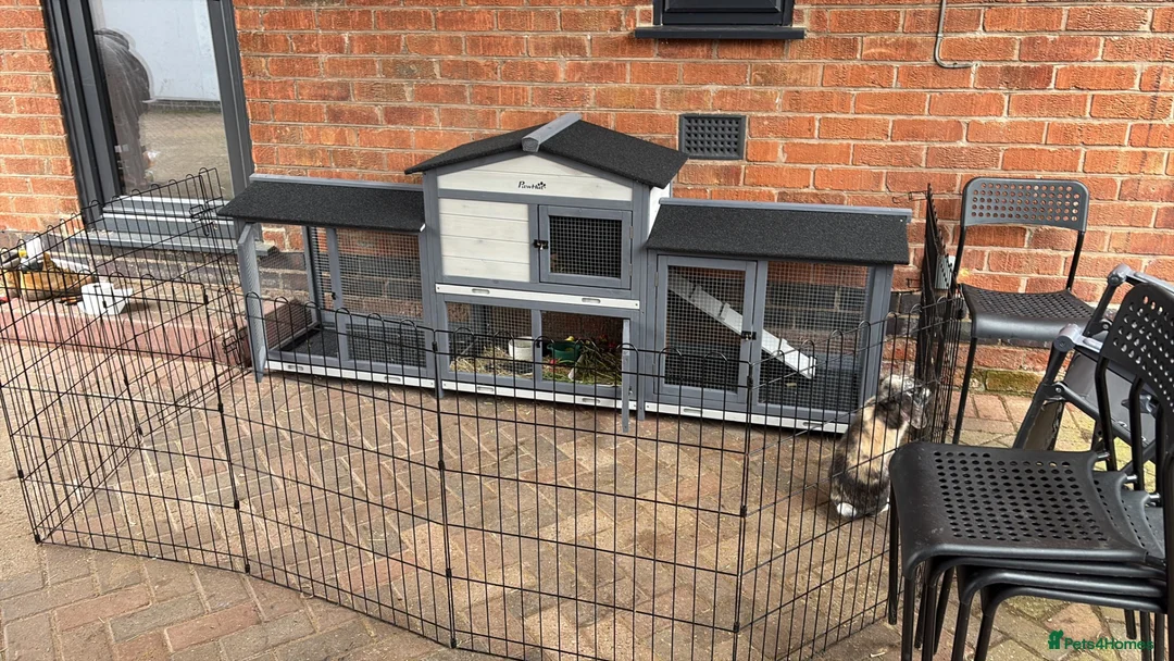 Mini Lop rabbits for sale: Male neutered  - Advert 5