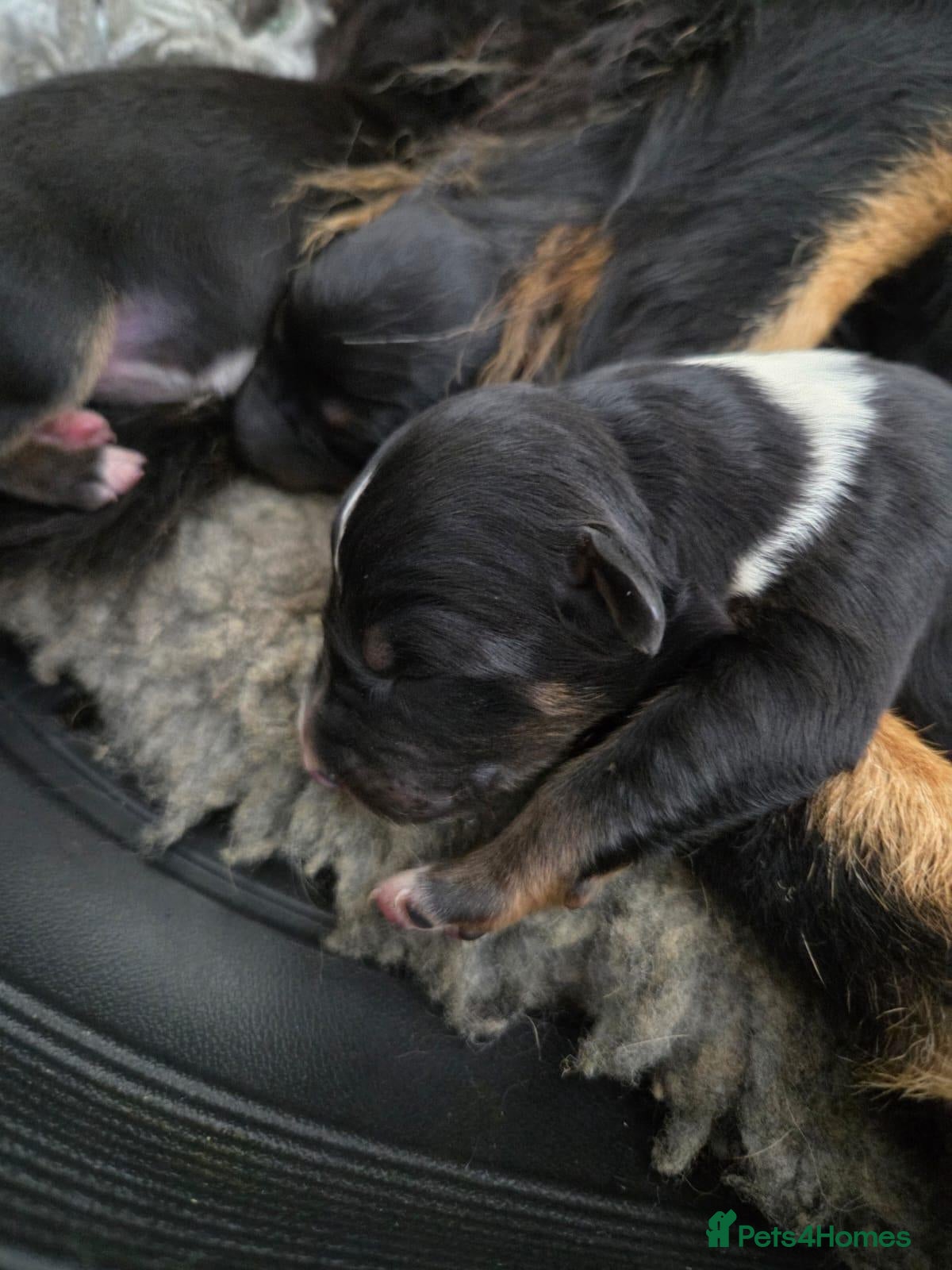 Border Collie dogs Border Collie puppies for sale(long haired) - Advert 2