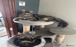 Maine Coon cats for sale: Maine Coon Kittens pedigree  in Boston - Image 15