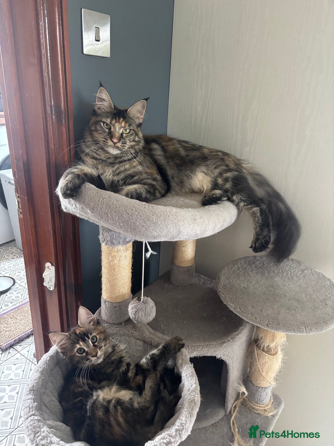 Maine Coon cats for sale: Maine Coon Kittens pedigree  in Boston - Image 15