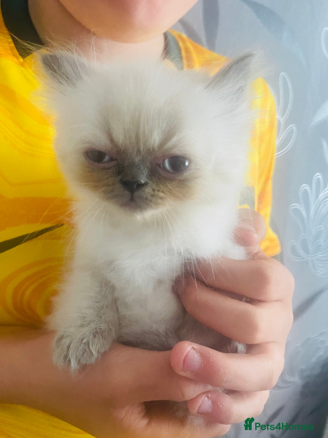 Persian cats for sale: 2 male 4 female  - Image 14