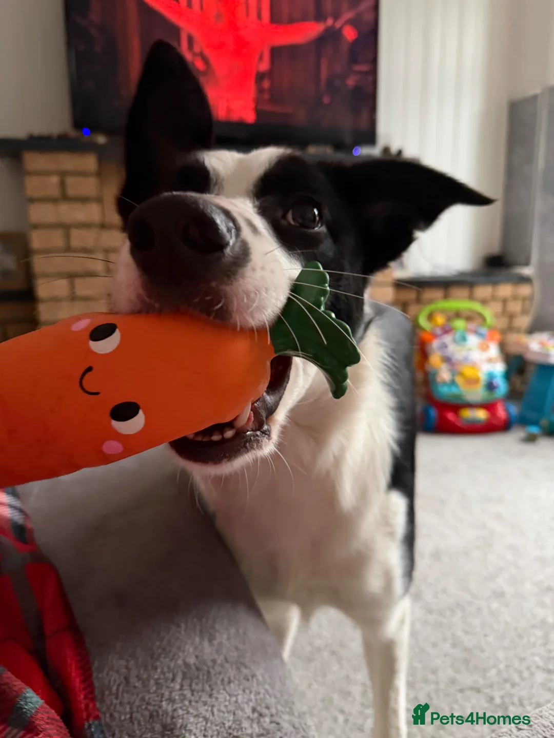 Border Collie dogs for sale: 12 month old border collie in Abertillery - Advert 4