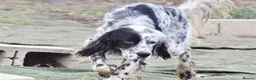 English Setter dogs for adoption: Boss  - Advert 7