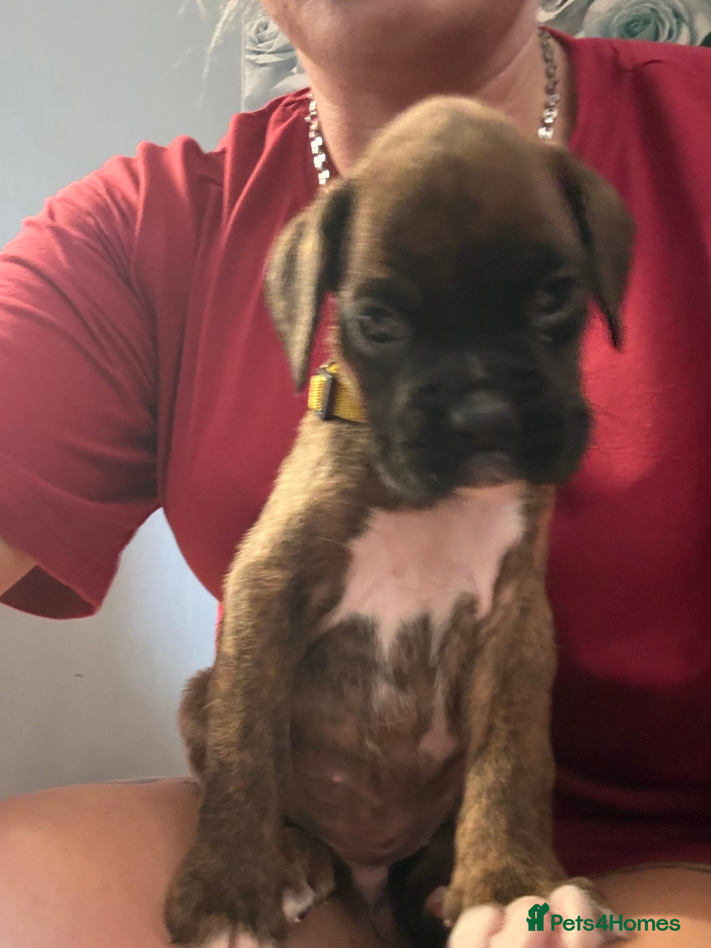 Boxer dogs Gorgeous K.C boxer pups for sale - Advert 2