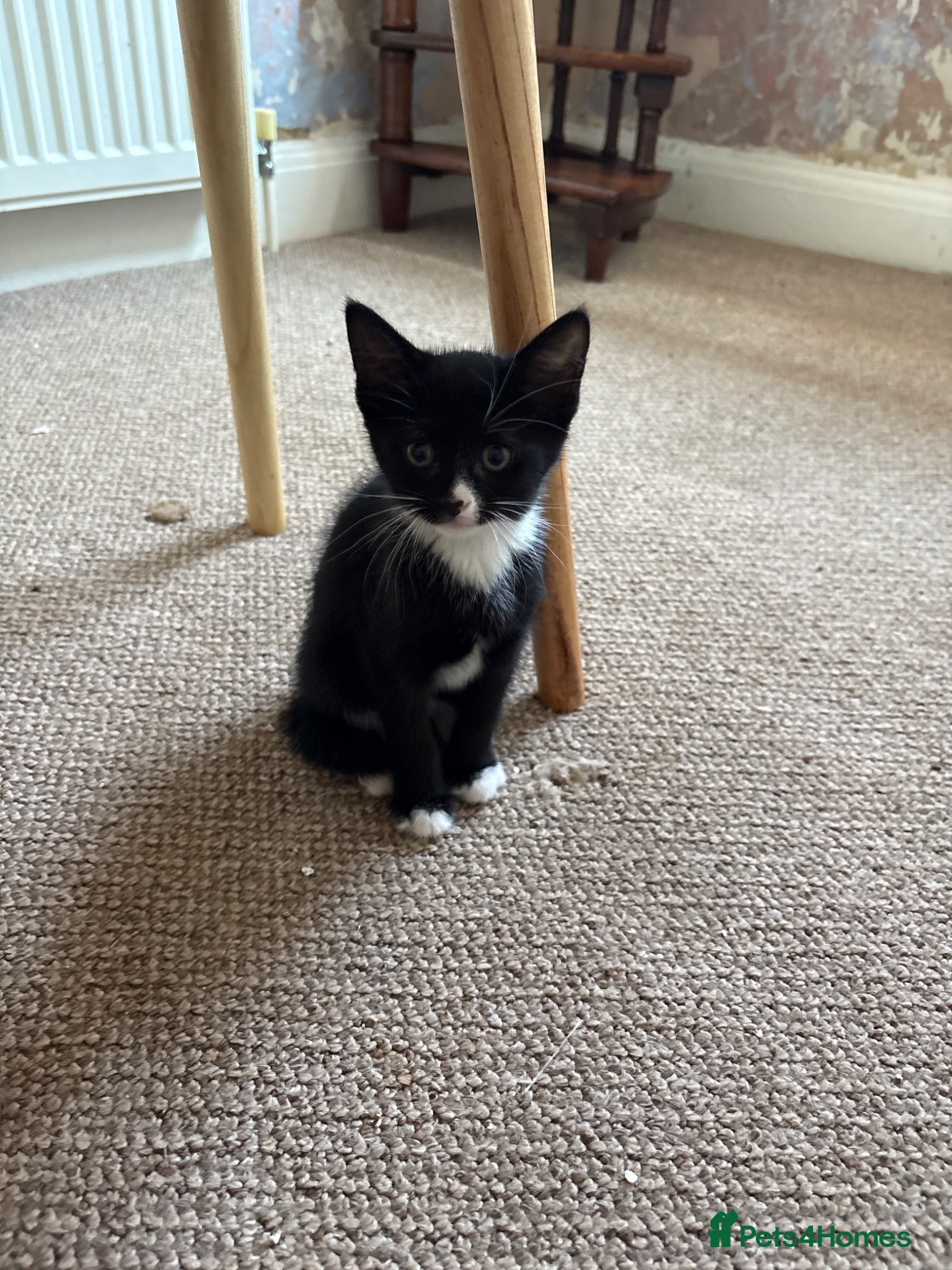 Mixed Breed cats Gorgeous black and white female kitten  - Advert 6