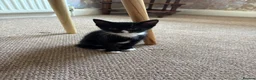 Mixed Breed cats for sale: Gorgeous black and white female kitten  - Advert 1