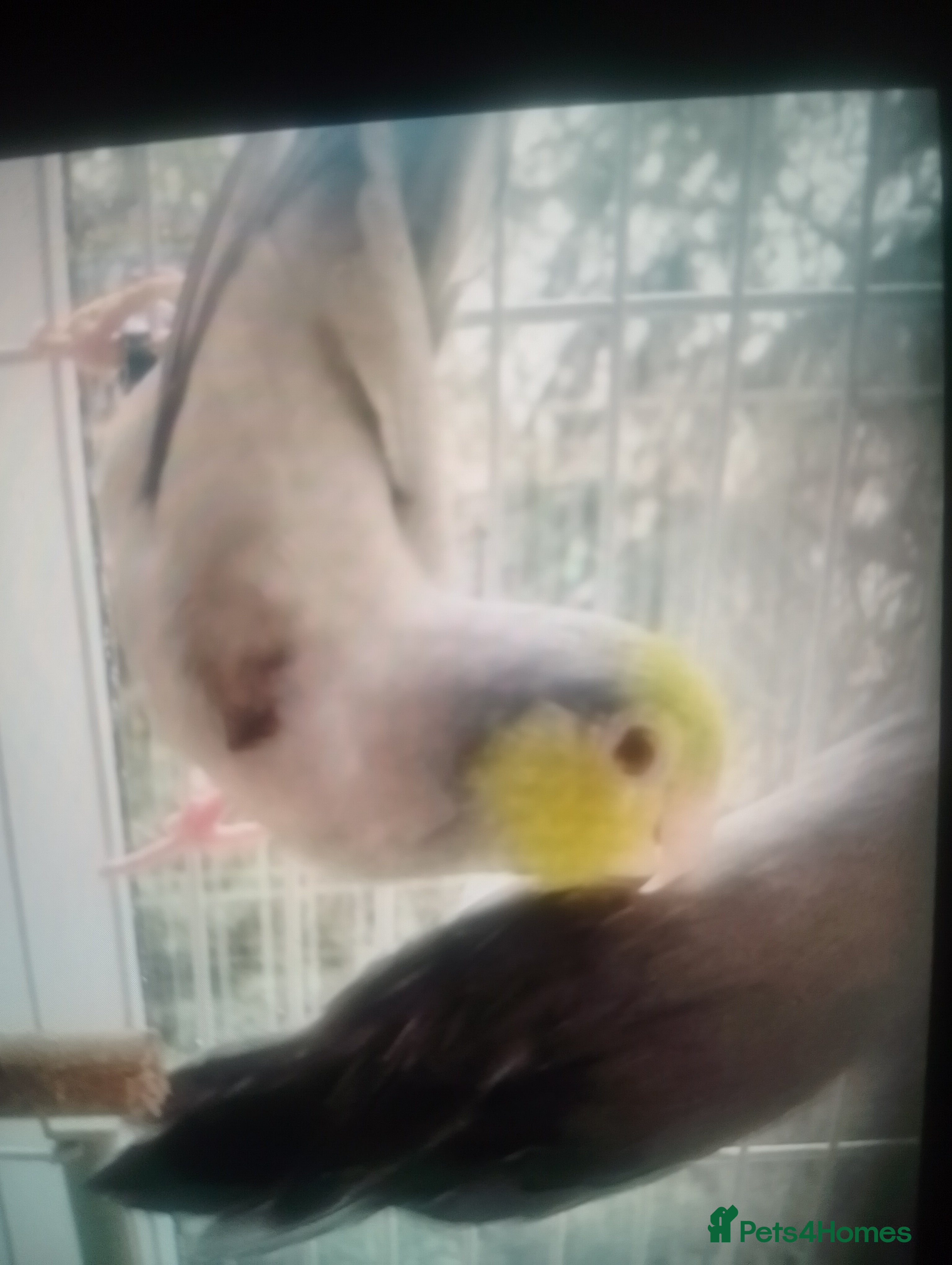 Lovebirds birds Parrotlet and lovebirds for sale  - Advert 4