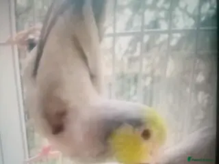 Lovebirds birds Parrotlet and lovebirds for sale - Advert 4