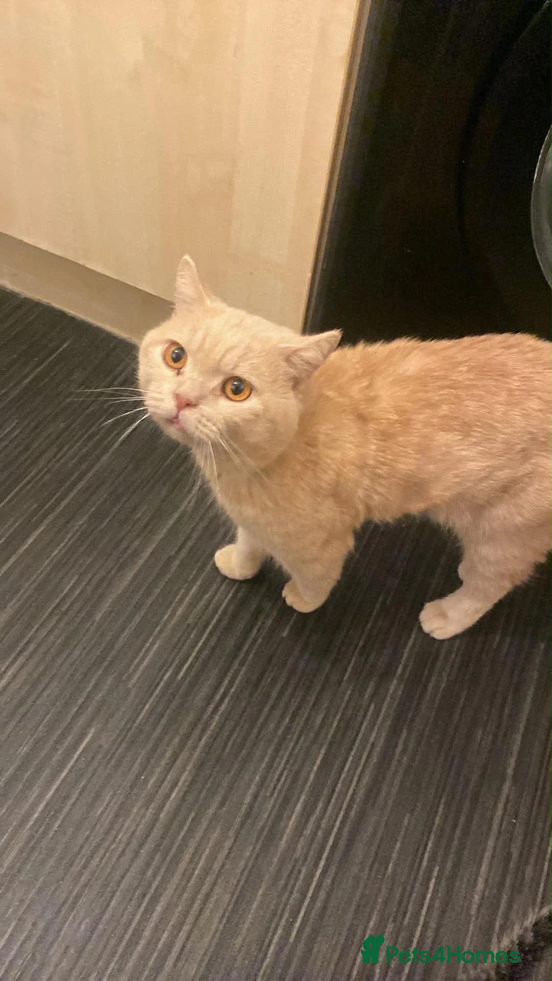 British Shorthair cats for sale: Cream male British shorthair  - Advert 2