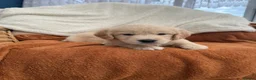 Golden Retriever dogs for sale: KC Registered Golden Retriever Puppies  in Tenterden - Advert 3