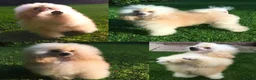 Toy Poodle dogs for stud: Apricot Toy Poodle Stud carries parti and phantom in Stockton-on-Tees - Advert 4