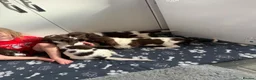 English Springer Spaniel dogs for sale: Springer spaniel pups - Advert 4