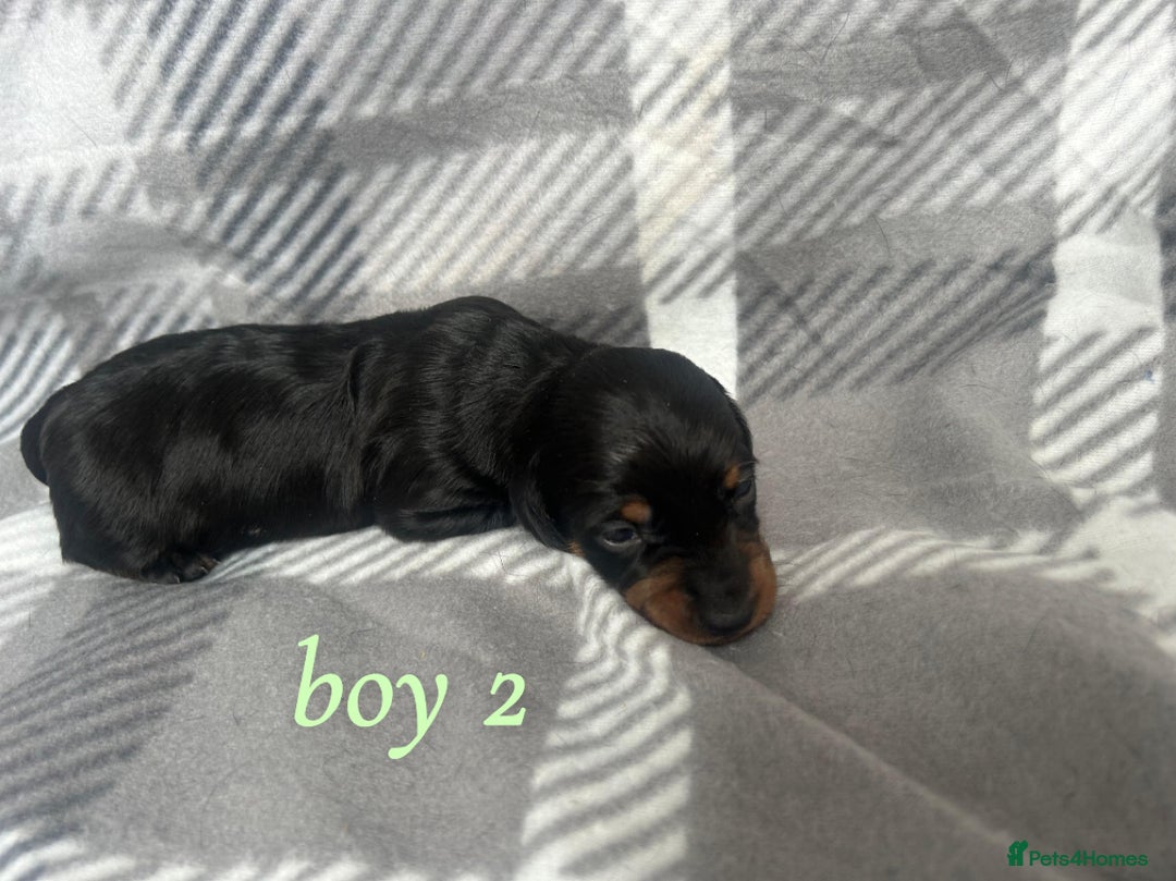 Miniature Dachshund dogs for sale: Miniature Dachshund Pups  - Image 6