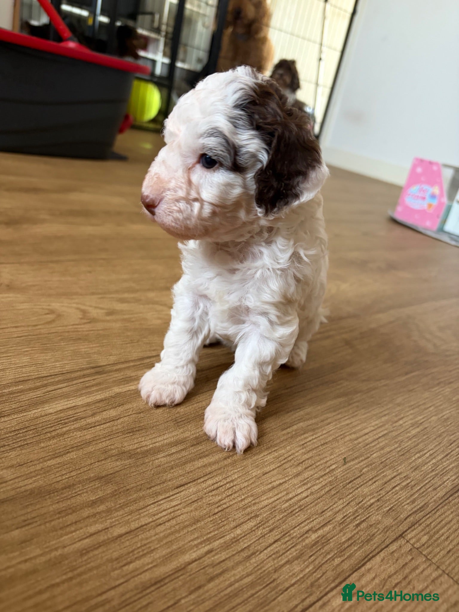 Cockapoo dogs Beautiful litter of f1b cockapoo girls - Advert 7