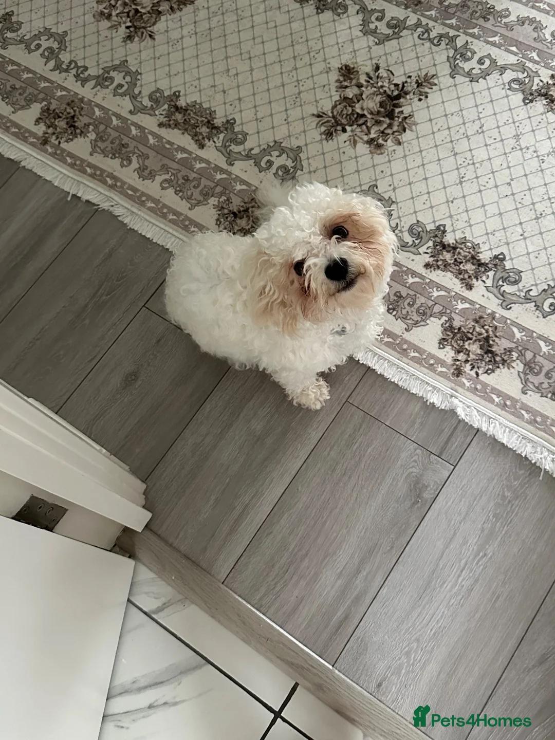 Mixed Breed dogs for sale: Bichon Frise Female  in Edgware - Advert 2