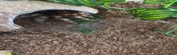 Tarantulas invertebrates for sale: Red knee tarantula with set up - Advert 3