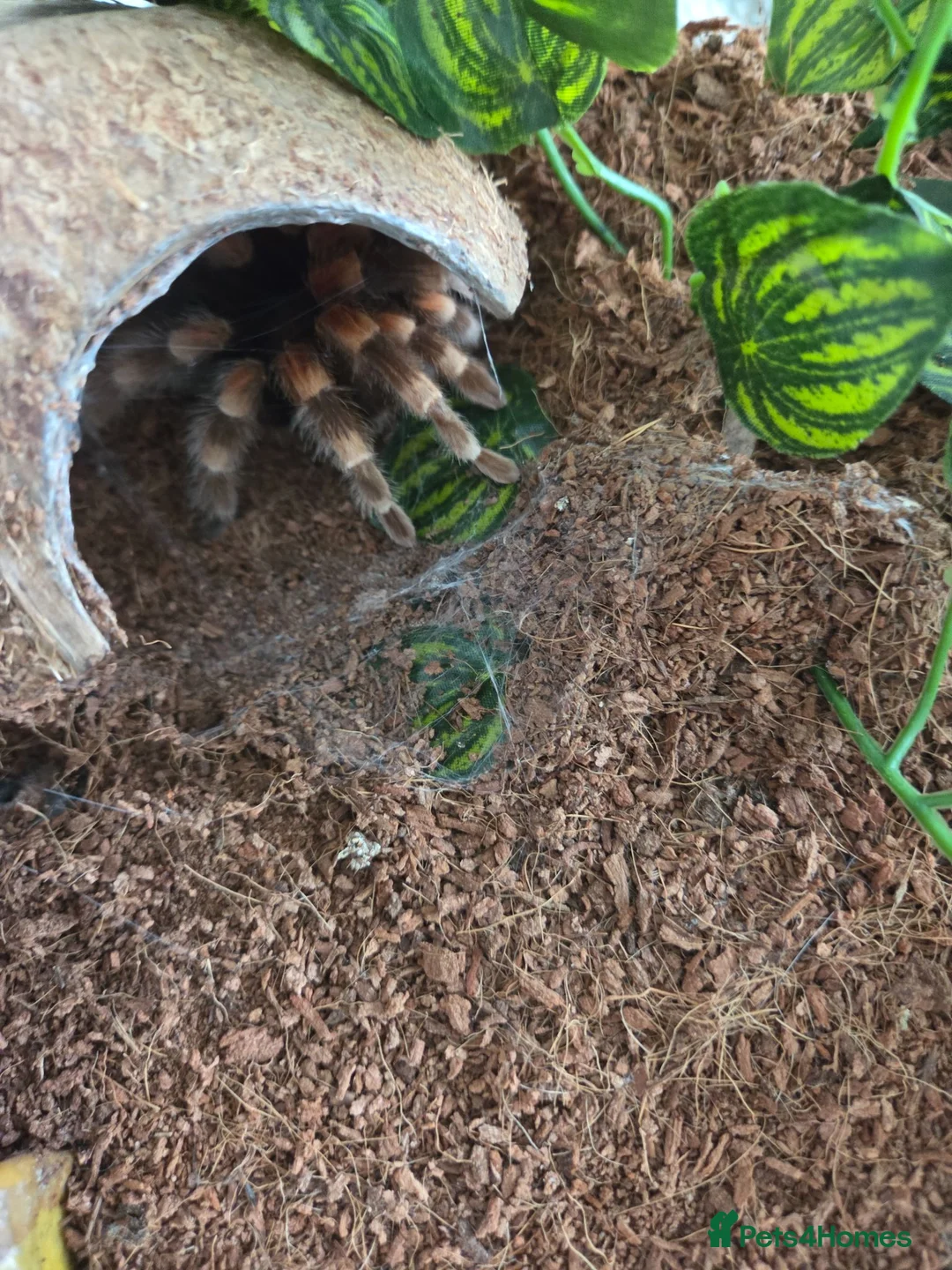 Tarantulas invertebrates for sale: Red knee tarantula with set up - Advert 3
