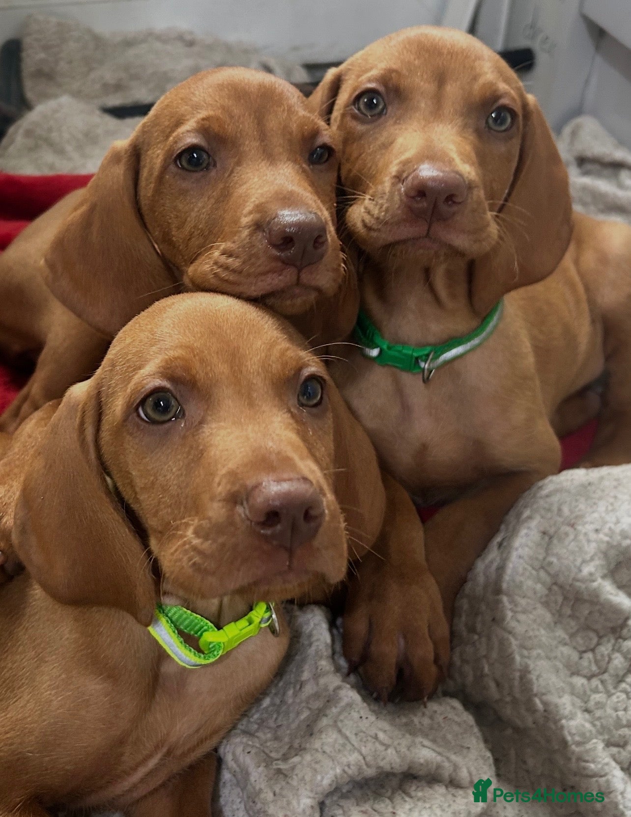 Hungarian Vizsla dogs KC x4 boys reduced £1700 Hungarian vizsla pups   - Advert 2