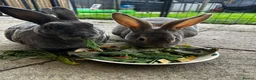 Rex rabbits for sale: 2 standard Rexes a bonded must go together  - Advert 1