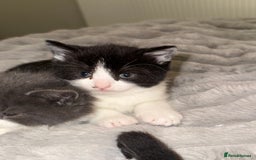 Domestic Shorthair cats for sale: Kittens for sale £50 - Image 4