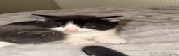 Domestic Shorthair cats for sale: Kittens for sale £50 - Advert 4