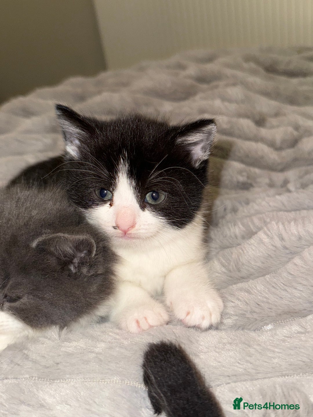 Domestic Shorthair cats for sale: Kittens for sale £50 - Image 4