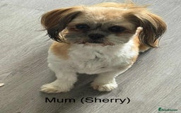 Shih Tzu dogs for sale: Summer Shihtzu Puppies - Image 32