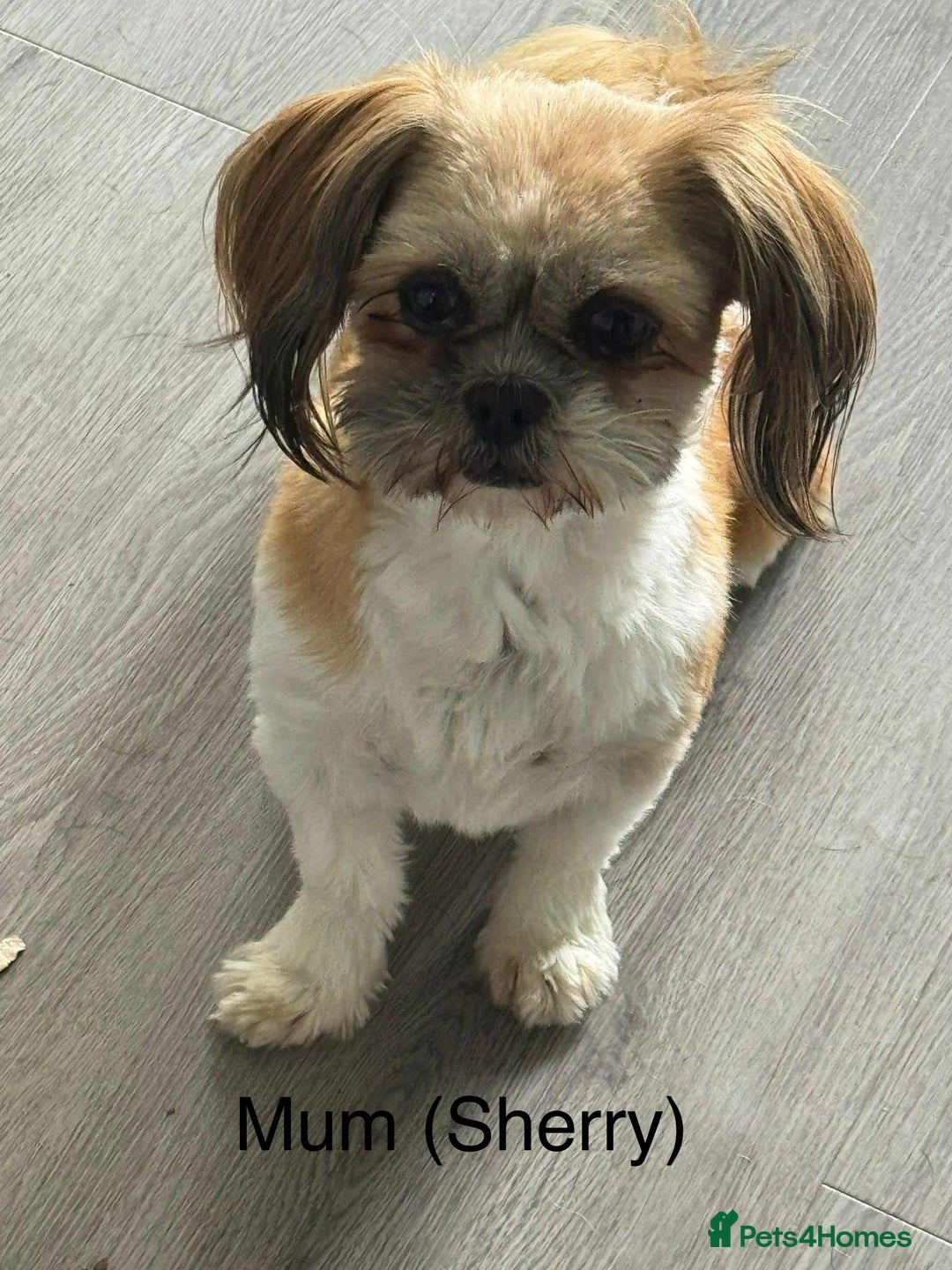Shih Tzu dogs for sale: Summer Shihtzu Puppies - Image 32