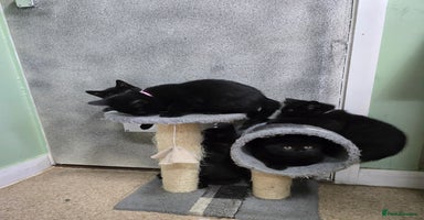 British Shorthair cats - Advert 11