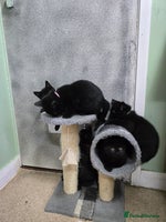 British Shorthair cats - Advert 11