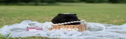 Pomeranian dogs for sale: ✨ Tiny Teddy Face Pomeranian Puppies 🐻✨ - Advert 4
