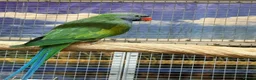 Parrots birds for sale: Birds/Parakeets/Parrots/Amazons  - Advert 19