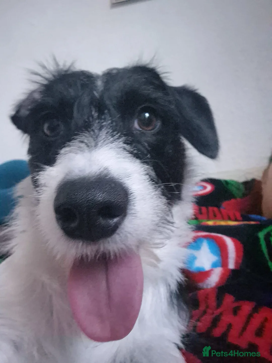Mixed Breed dogs for sale: Two female Jackador’s looking for new home  in Bristol - Advert 2