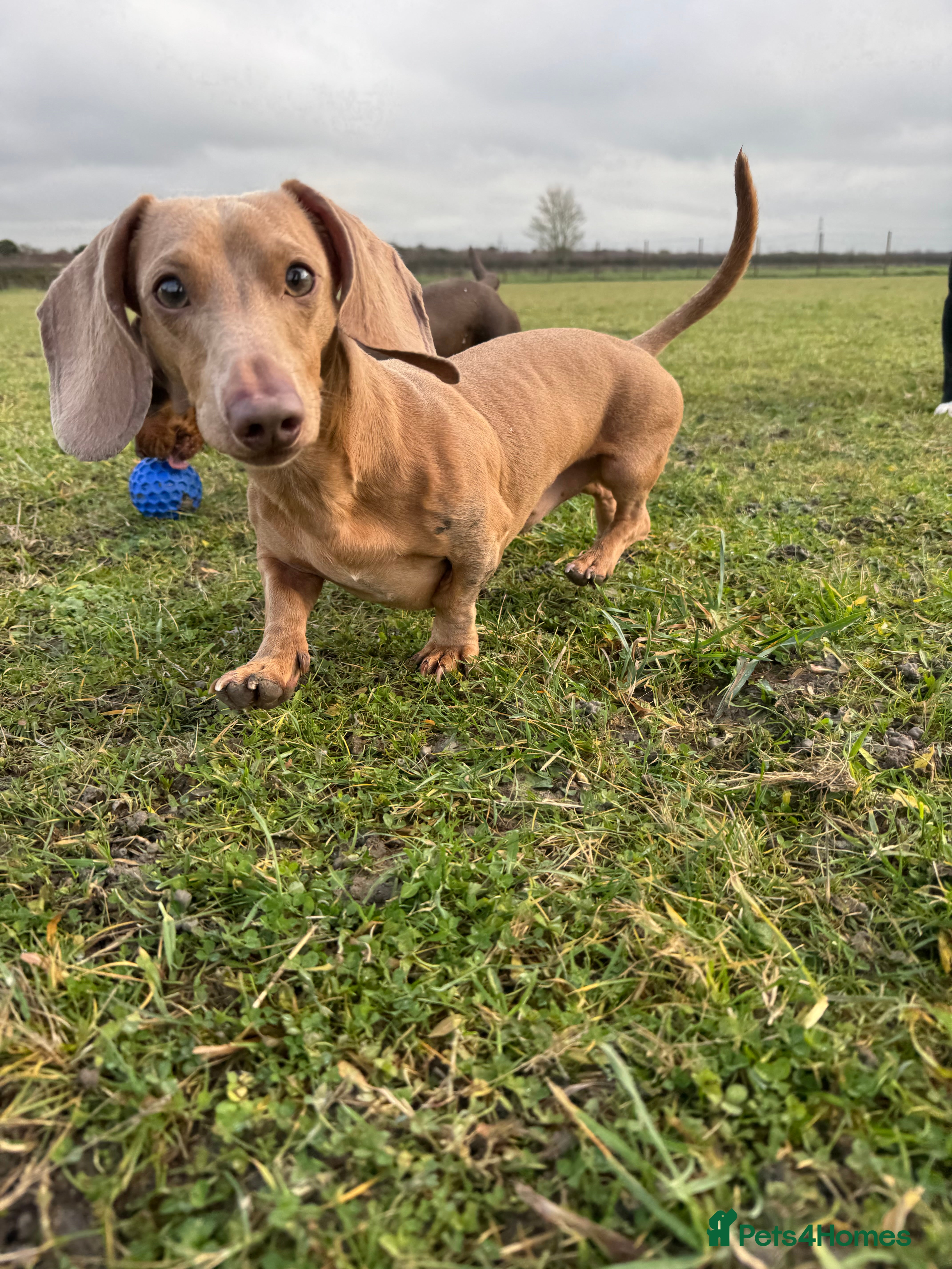 Miniature Dachshund dogs KING OF THE SAUSAGES  - Advert 1