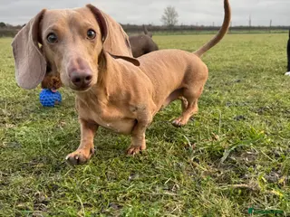 Miniature Dachshund dogs KING OF THE SAUSAGES - Advert 1