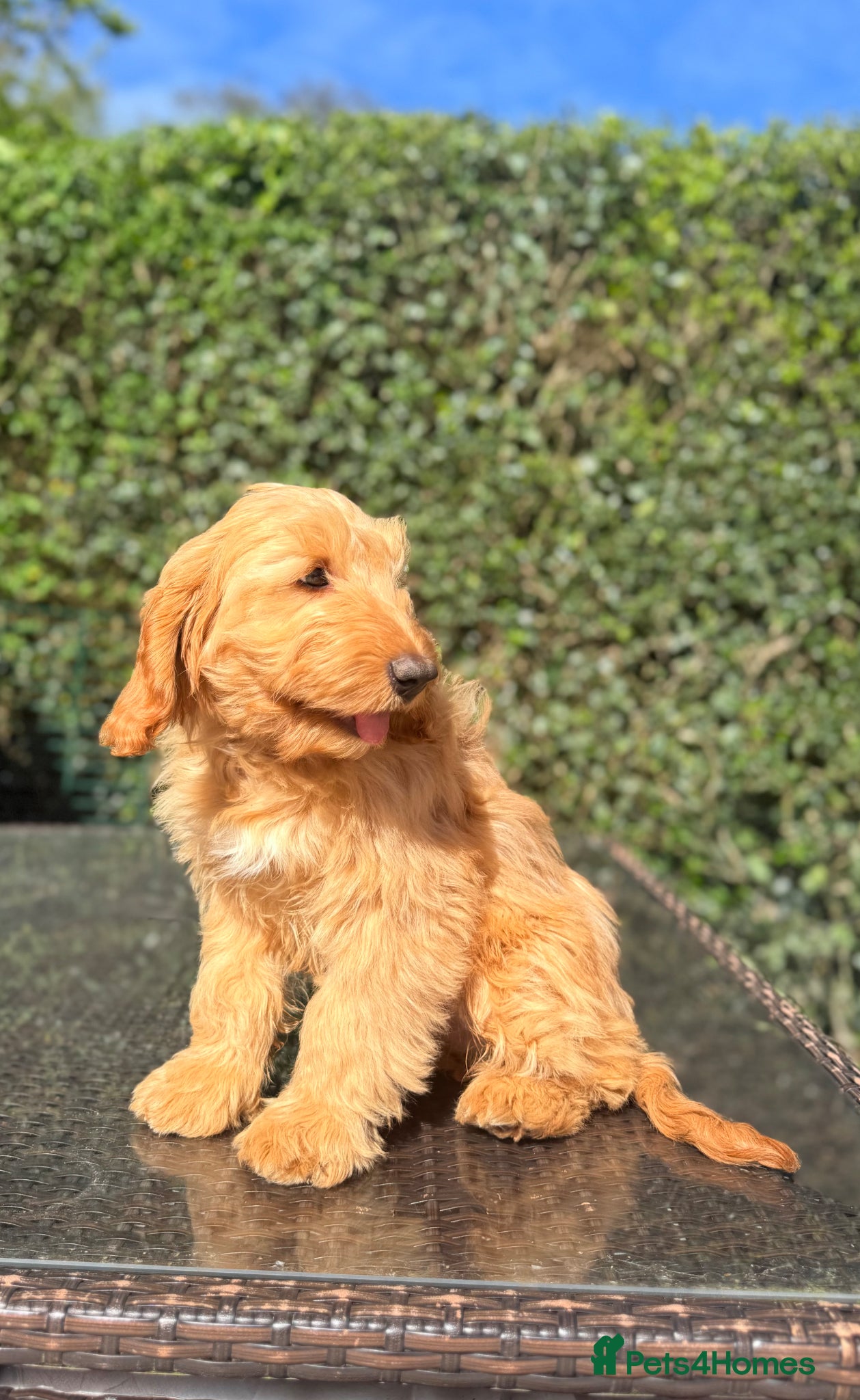 Australian Labradoodle dogs Australian labradoodle *READY NOW* LAST BOY - Advert 5